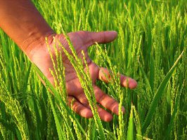 agriculture grande culture noyer engrais phyto semence pomme de terre