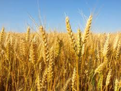 mais, blé, orge, colza grande culture,