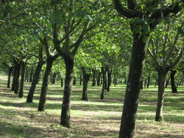 noyer maraichage légume noix salade