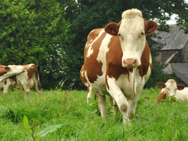 production animale bovin caprin, ovin aliment sanders lait viande vache laitière